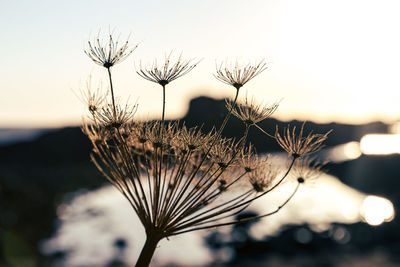 Close-up of wilted plant against sky