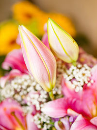 Close-up of pink flowers