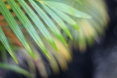 Close-up of palm leaf