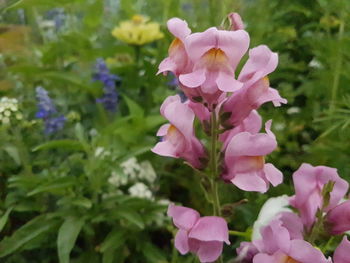 Close-up of pink flowering plant