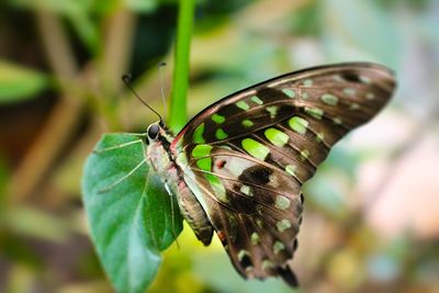 Close-up of butterfly on leaf