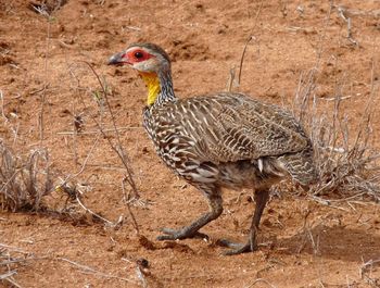 Duck standing in a field