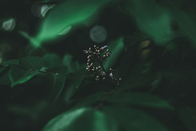 Close-up of butterfly on plant