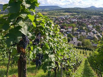 Panoramic view of vineyard and trees on field