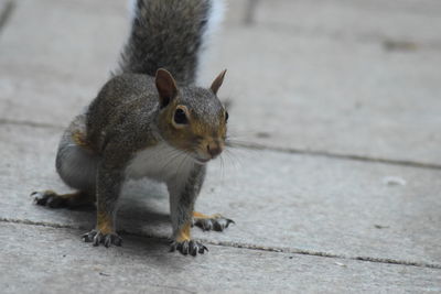 Portrait of squirrel
