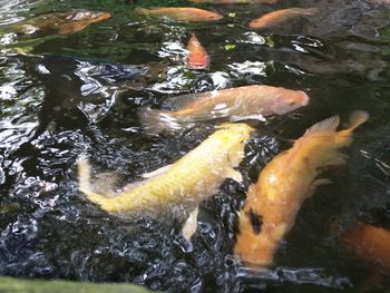 High angle view of koi carps swimming in lake