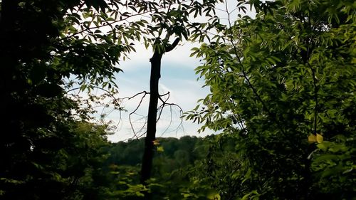 Low angle view of trees in the forest