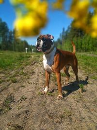 Dog looking away on field