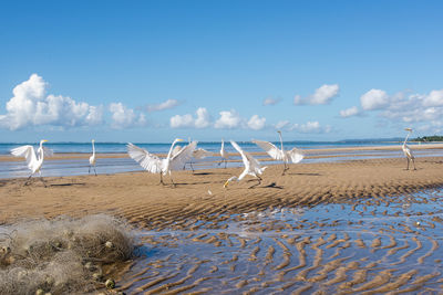 White herons on the edge of a beach. sea bird looking for food. wild animals.