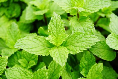Full frame shot of green leaves