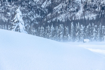 Pine trees on snow covered land