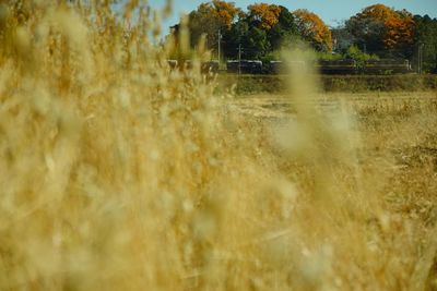 Scenic view of field