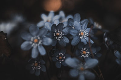 Close-up of flowering plant