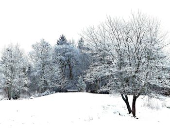 Snow covered trees