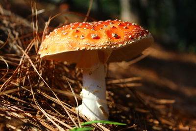 Close-up of mushroom growing on field