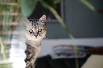Close-up portrait of cat looking at camera