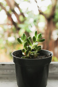 Close-up of potted plant