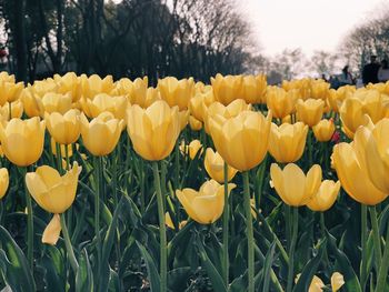Close-up of yellow tulips growing on field