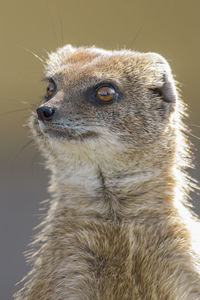 Close-up of yellow mongoose