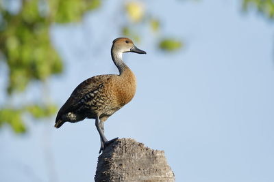 A west indian whistling duck
