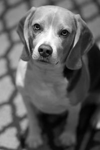 Close-up portrait of dog