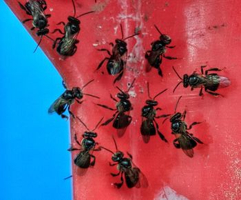 Close-up of ant on the wall