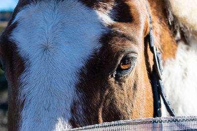 Close-up of a horse