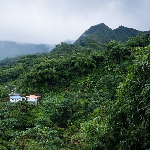 mountain, tree, green color, tranquil scene, tranquility, scenics, beauty in nature, lush foliage, landscape, growth, nature, mountain range, non-urban scene, plant, green, forest, sky, idyllic, high angle view, hill