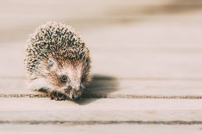 Close-up of an animal on wood