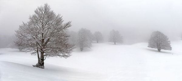 Hill and trees covered with snow, in the background you can see the snow-covered forest.