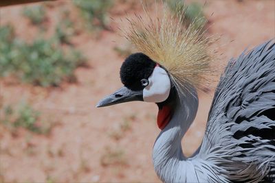 Close-up of bird against blurred background