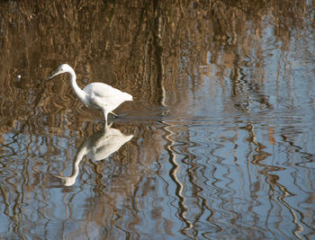 White duck in a lake