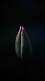 Close-up of a purple tulip in the bud