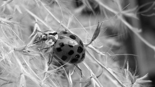 Close-up of ladybug on flower