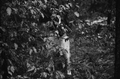 Low angle view of ivy growing on tree in forest