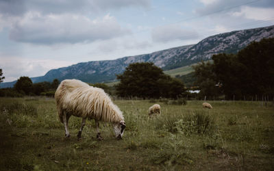 Cows grazing on field against sky