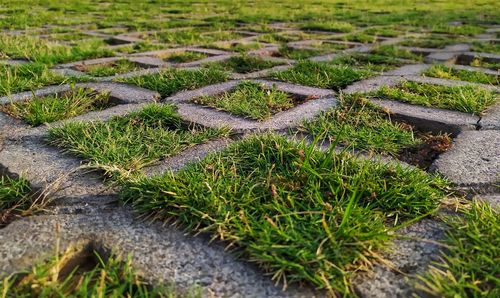 High angle view of moss growing on field