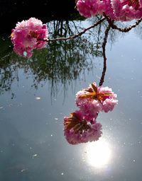 Close-up of pink flowers on tree