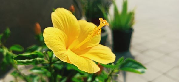 Close-up of yellow flower