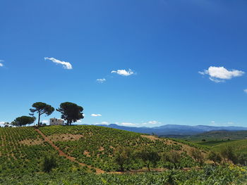 Scenic view of landscape against blue sky