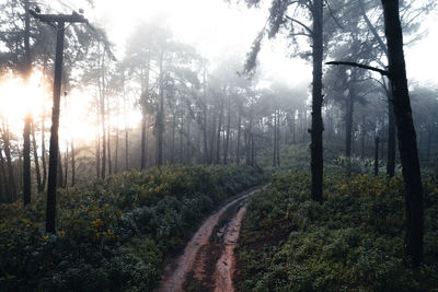 Road amidst trees in forest