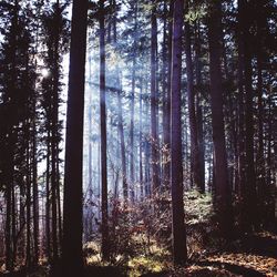 Low angle view of trees in forest