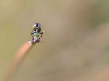 Close-up of insect