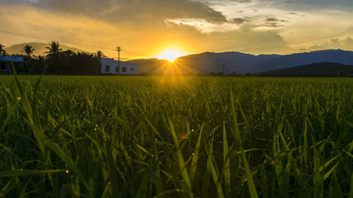 Scenic view of grassy field against sky at sunset