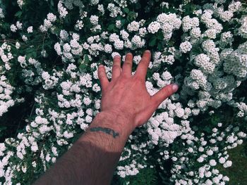 Cropped image of hand against flowering plants