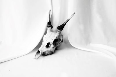 Close-up of animal skull
