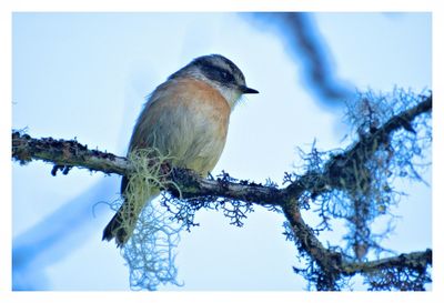 Low angle view of bird perching on branch against sky