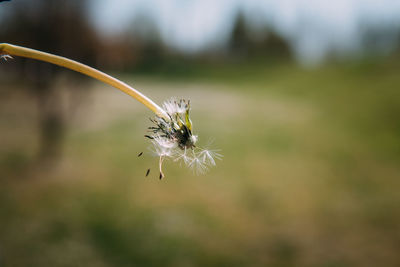 Close-up of insect on flower