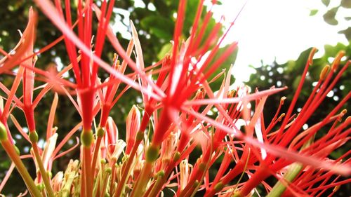 Close-up of fresh red plants against trees