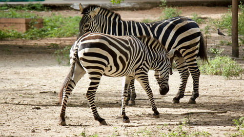 Zebra zebras in a field